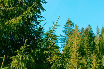 Green coniferous forest, park. Fir branches, tree tops on blue sky background.