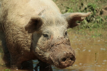 Chanchos