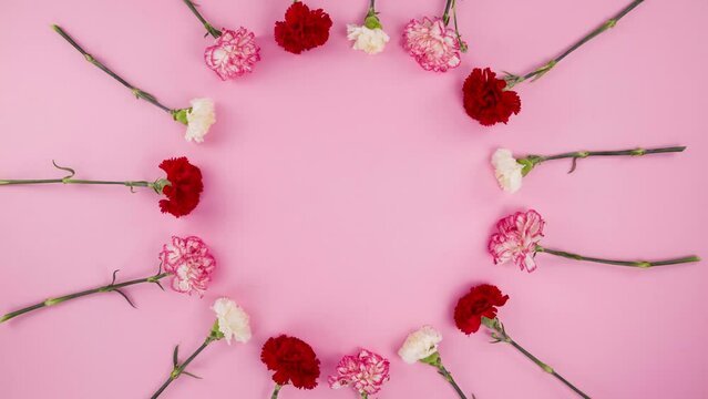 carnations gather on pink ground
