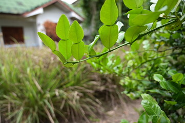 closeup green lime leaf in the garden