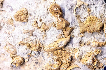 Group of diverse fossils