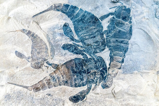 Eurypterus macrophthalmus fossil