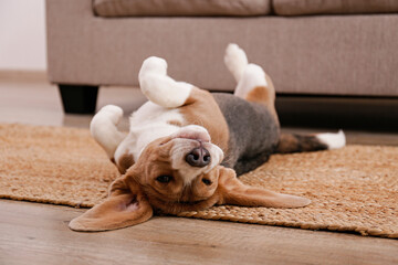Cute beagle dog with big ears laying on a wicker rug. Adorable and funny pup with brown, black and...