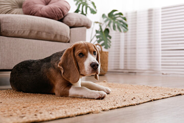 Cute beagle dog with big ears laying on a wicker rug. Adorable and funny pup with brown, black and...
