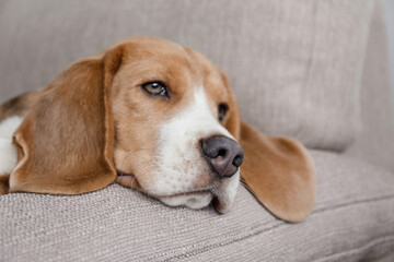 Curious beagle puppy looking at the camera. Adorable doggy with long ears, alone on the couch at home. Close up, copy space, cozy interior background.