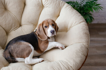 Portrait of adorable beagle pup sleeping in the dog bed. Sleepy dog with brown, black and white fur markings resting in a lounger. Close up, copy space, background.