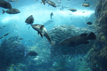 Obraz premium 水族館 水槽の中を気持ちよさそうに泳ぐ魚たち