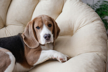 Portrait of adorable beagle pup sleeping in the dog bed. Sleepy dog with brown, black and white fur...