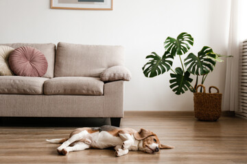 Cute beagle dog with big ears laying on a wicker rug. Adorable and funny pup with brown, black and white markings resting on a carpet at home. Close up, copy space for text, interior background.