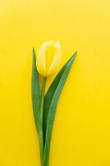 Top view of tulip with leaves on yellow background.