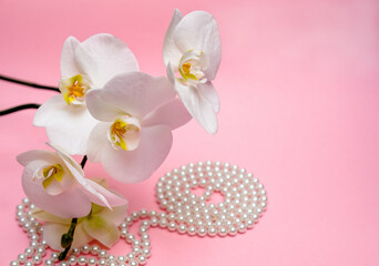 Pearl necklace and white orchid on pink background
