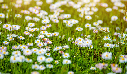 White small daisies blooming on grass background
