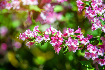 pink weigela blooms in the Botanical garden