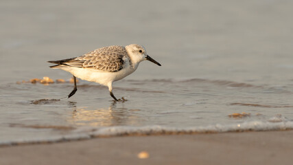 Sanderling (Calidris alba), North Norfolk Coast, UK
