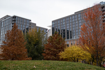 Colorful Trees during Autumn at a Park in the West Loop of Chicago with Skyscrapers in the Background