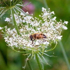 bee on a flower