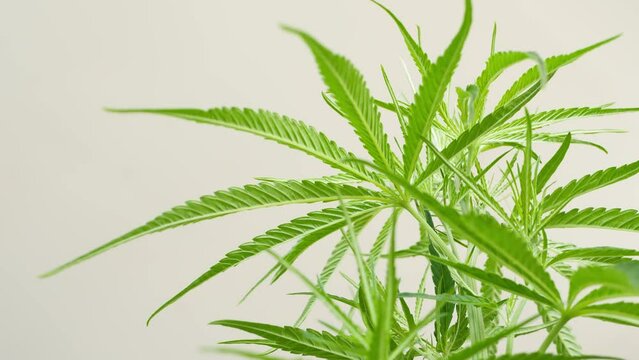 Green cannabis leaves for medicinal or culinary purposes