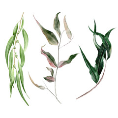 Watercolor illustration, isolated element set - eucalyptus branches