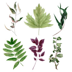 Watercolor illustration, isolated element set - leaves, foliage, branches