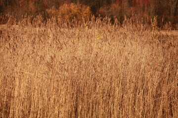 yellow stalks of reeds autumn landscape