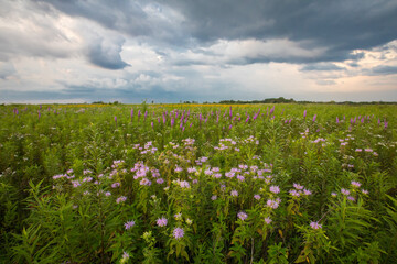 A summer prairie sunset with graceful clouds illuminating a field of green grasses and purple monarda prairie flowers. 