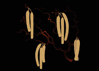 goldbrauner Korkenzieher Haselnuss Ast