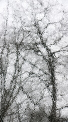 Arbol de ramas sin hojas a través de cristal con gotas de lluvia