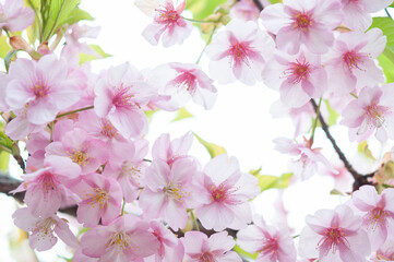満開の桜の花 河津桜 背景に空 クロースアップ 日本の春
