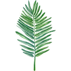 Watercolor illustration with palm leaf on white background