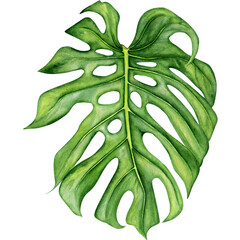 Watercolor illustration with monstera leaf on white background