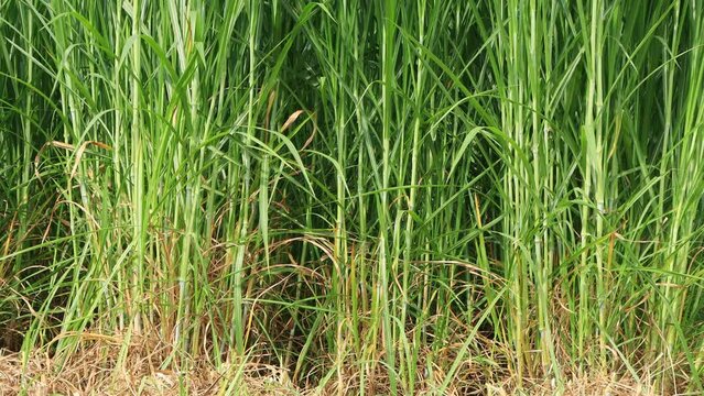 Napier Grass (pennisetum purpurerum) Fodder Grass Cultivation (tilt up)