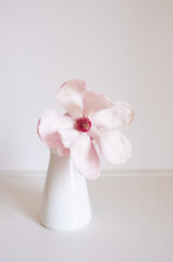 Beautiful fresh pastel pink magnolia flower in full bloom in vase against white background. Spring still life. Copy space.