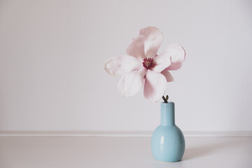 Beautiful fresh pastel pink magnolia flower in full bloom in little vase against white background....