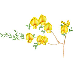 Obraz premium Watercolor illustration with yellow flowers on white background