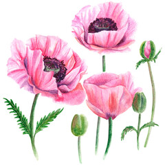 Watercolor illustration with pink poppies on white background