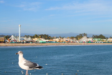 The seagull of Santa Cruz with the amusement park on the back and the ocean