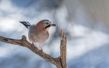 bird, eichelhäher, natur, blau, wild lebende tiere, tier, wild, ast, 