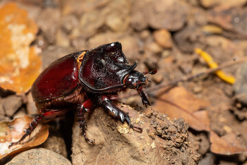 Strategus aloeus, the ox beetle, is a species of rhinoceros beetle, Carara National Park - Tarcoles, Wildlife in Costa Rica. - obrazy, fototapety, plakaty
