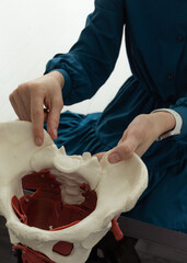 The girl points to the pelvis of the anatomical model of the human skeleton. The physiotherapist explains the model of the joints. Chiropractor or osteopath points to the skeleton of the human body. 