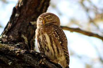 owl on a branch