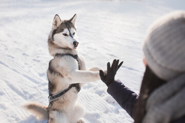 siberian husky dog sitting looking at owner giving paw trick in snow in winter © Oszkár Dániel Gáti