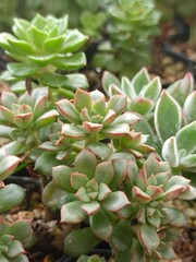 Obraz premium Small Succulent