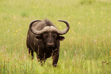 African Buffalo