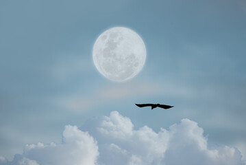 Full moon with bird in the sky.