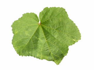 okra leaf on white background - obrazy, fototapety, plakaty