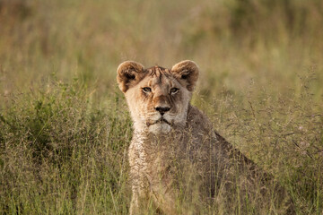 lioness in the savannah