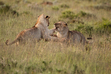 lion cubs playing