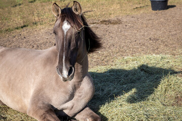 Horse lying on the ground hay pile on a paddock. Lusitano horse resting outside.