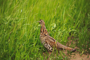 An orange and brown grouse bird in tall green grass in summer