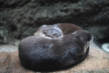 sleeping sea lion